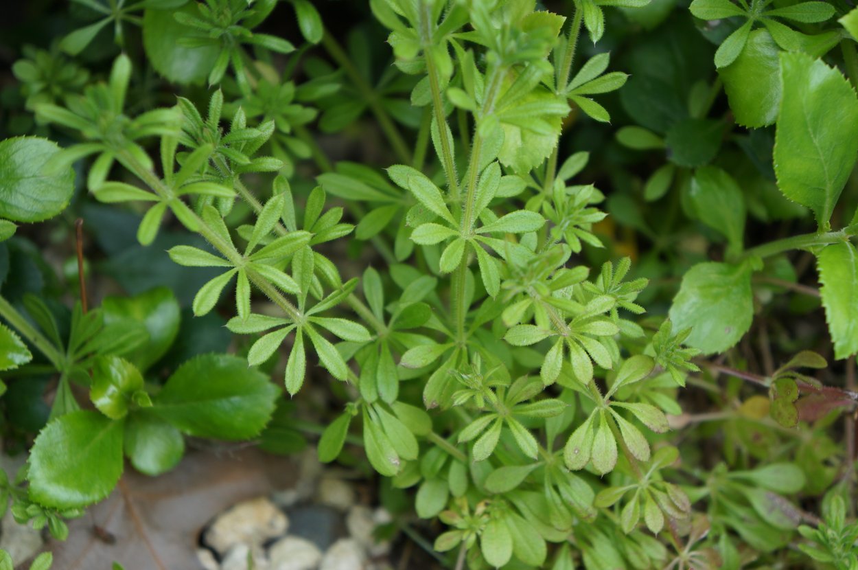 Огородный сорняк с липучкой