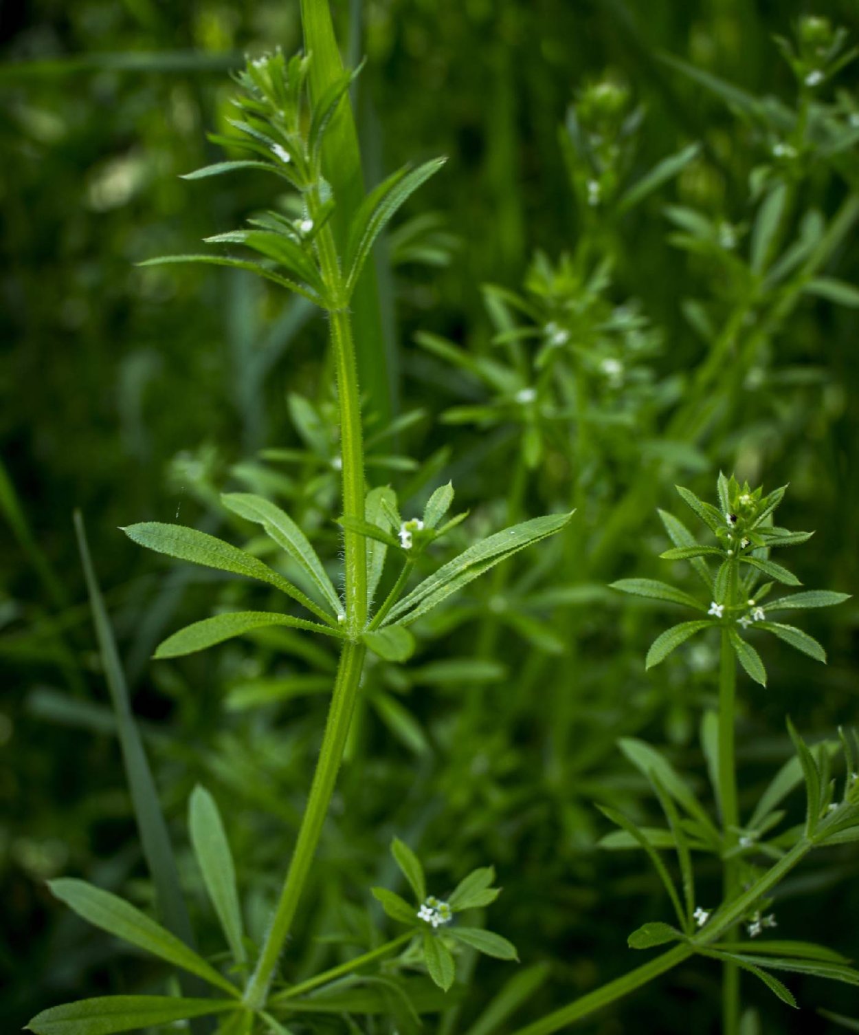 Трава подмаренник цепкий