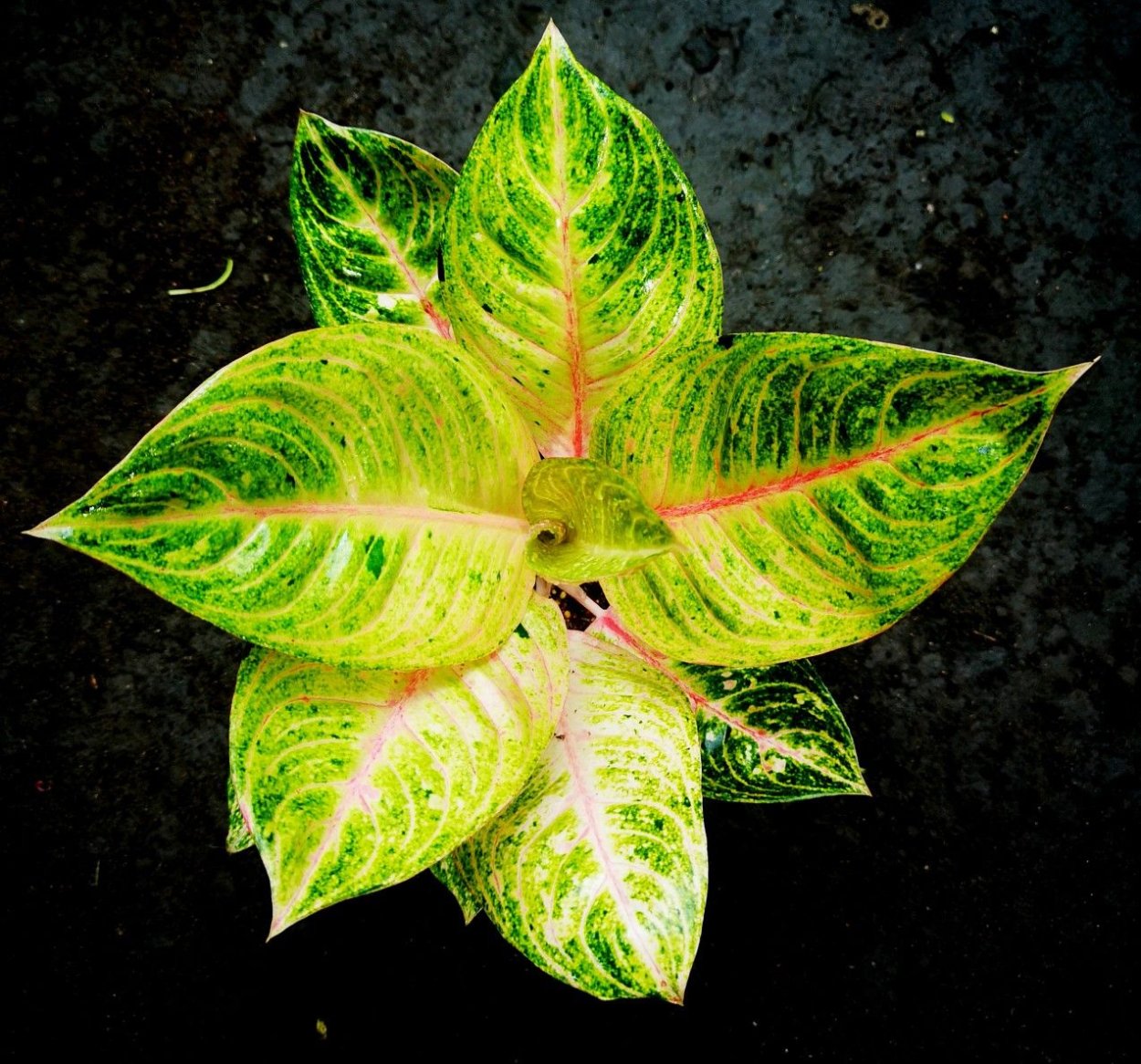 Аглаонема Липстик Грин