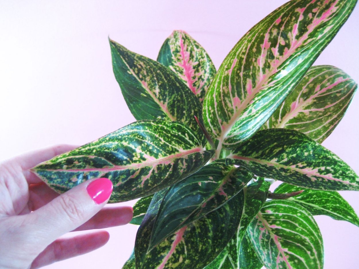 Аглаонема Джемини