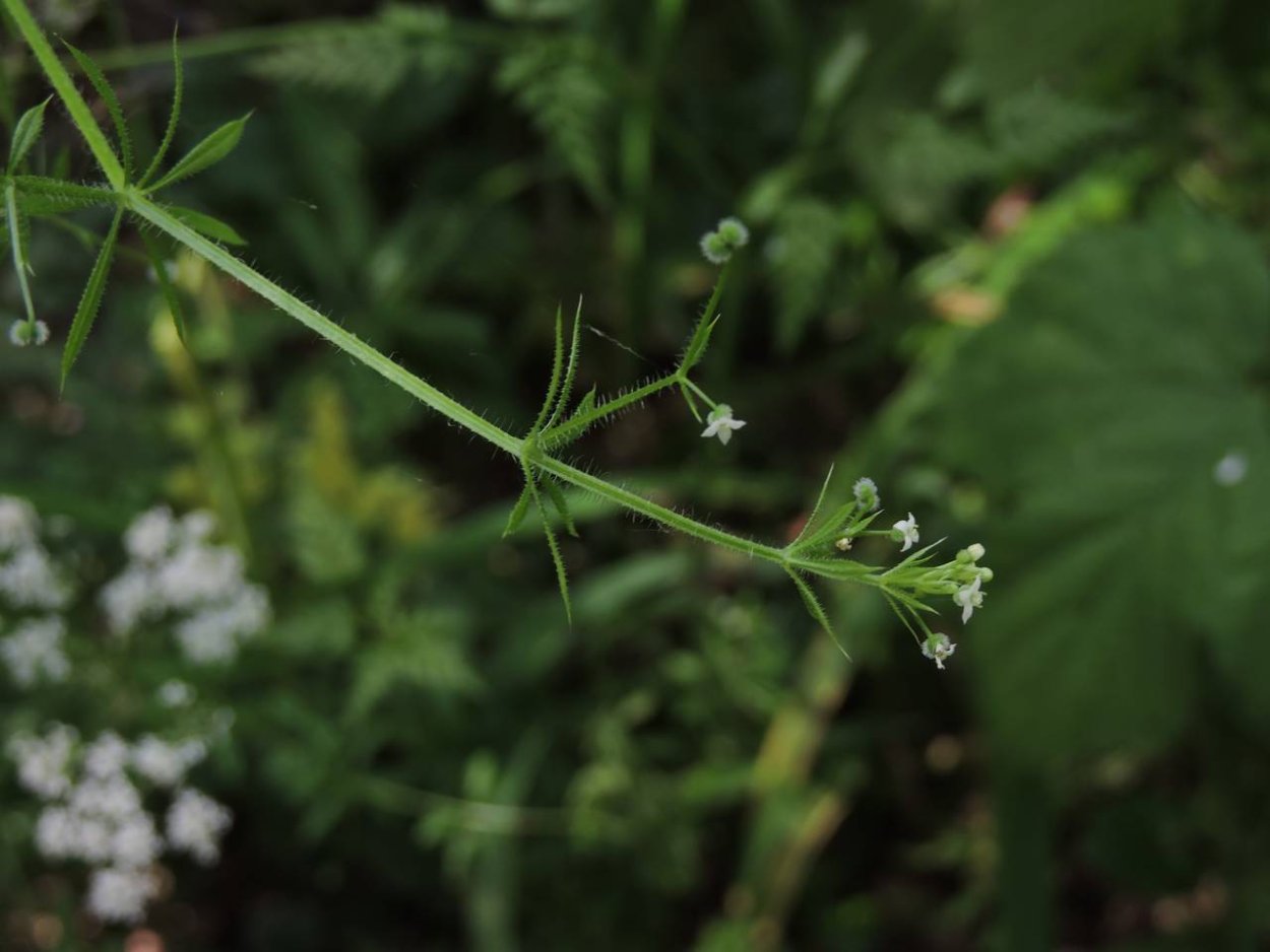 Lappula squarrosa (Retz.) Dumort. – Липучка оттопыренная