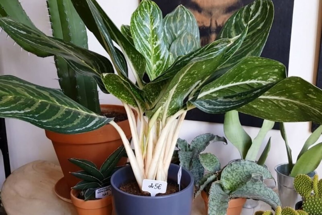 Аглаонема Грин Еллоу