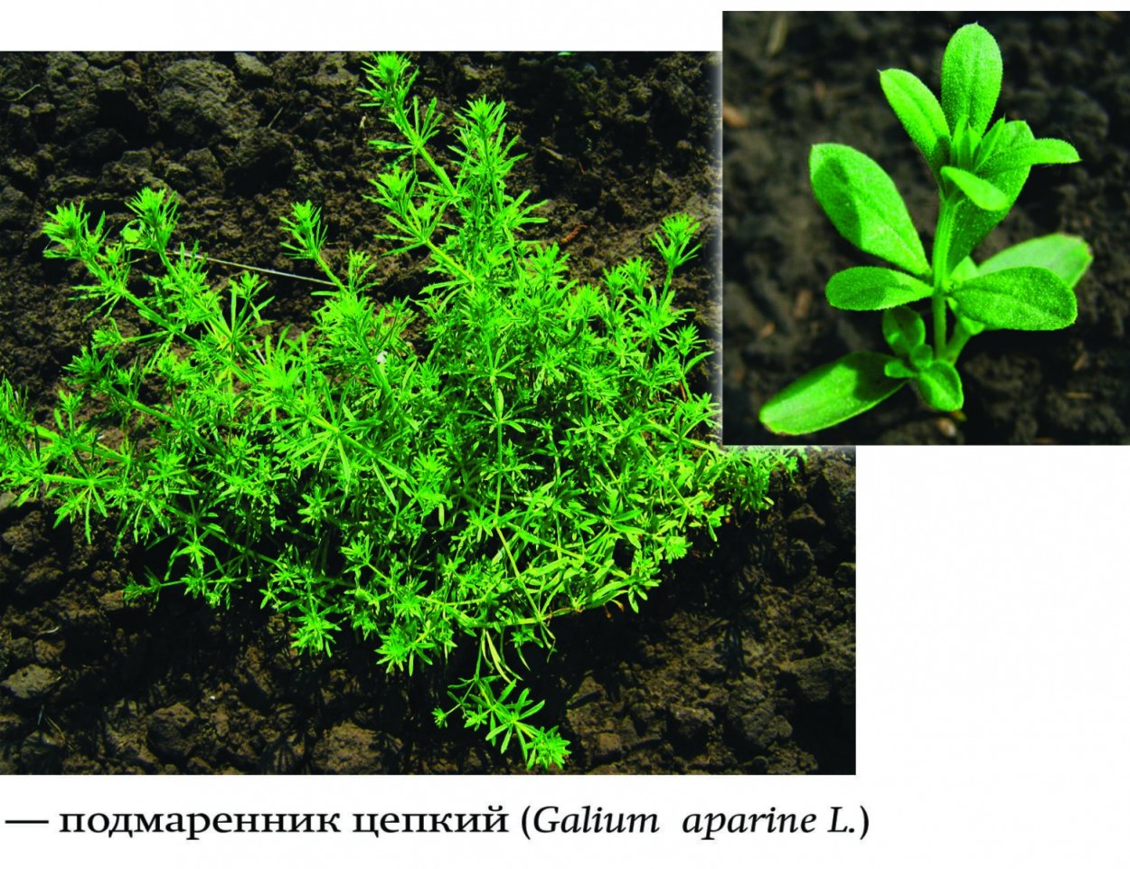 Lappula squarrosa (Retz.) Dumort. – Липучка оттопыренная