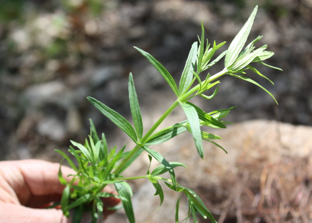 Подмаренник цепкий