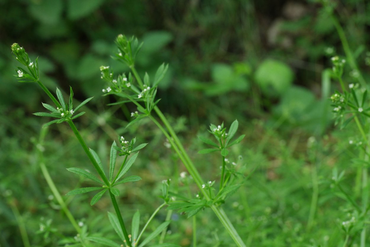 Подмаренник цепкий (Galium aparine l.)