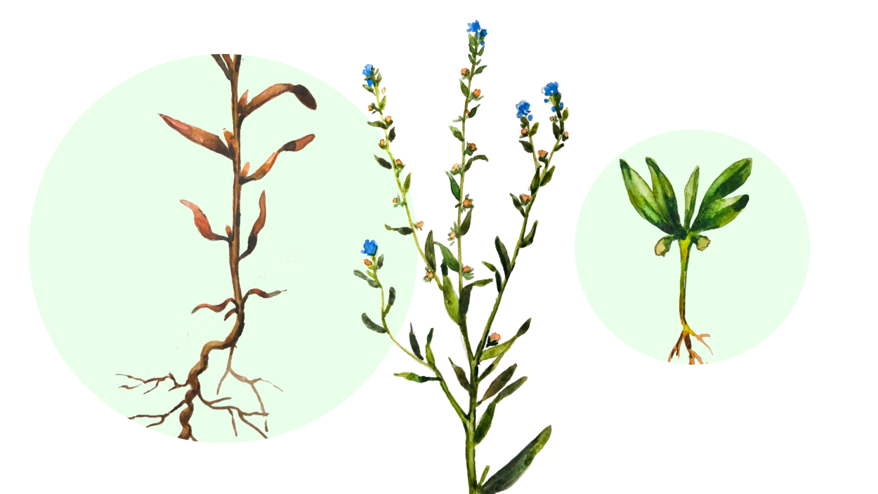 Подмаренник цепкий семена