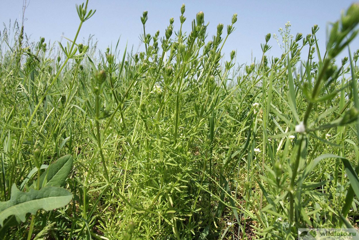 Подмаренник цепкий сорняк