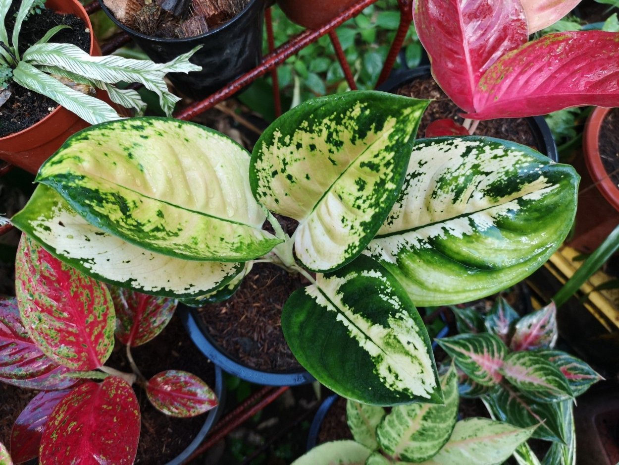 Аглаонема Грин Еллоу