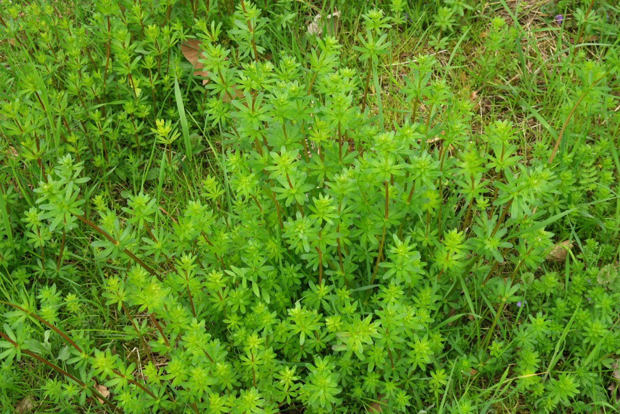 Подмаренник цепкий (Galium aparine)