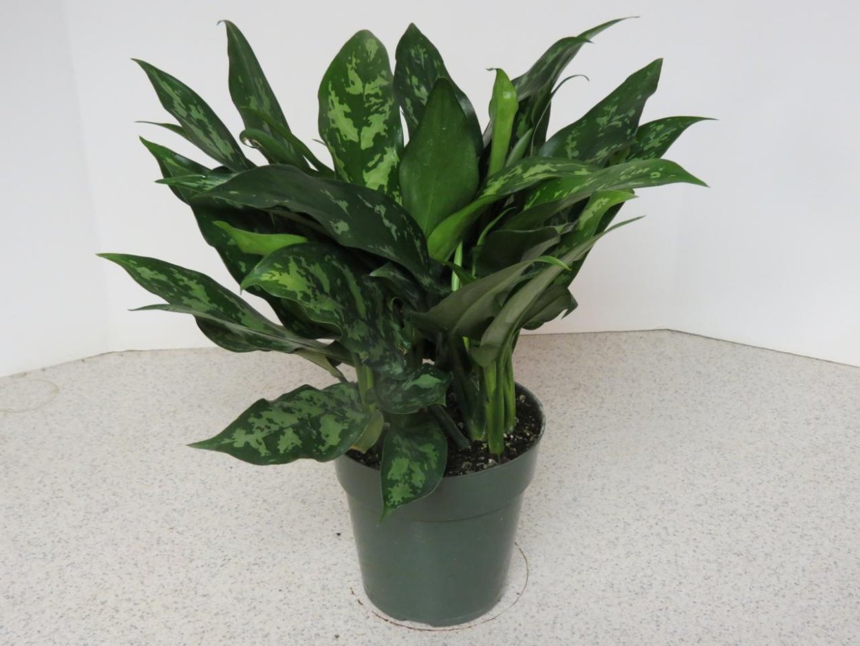 Aglaonema Грин леди