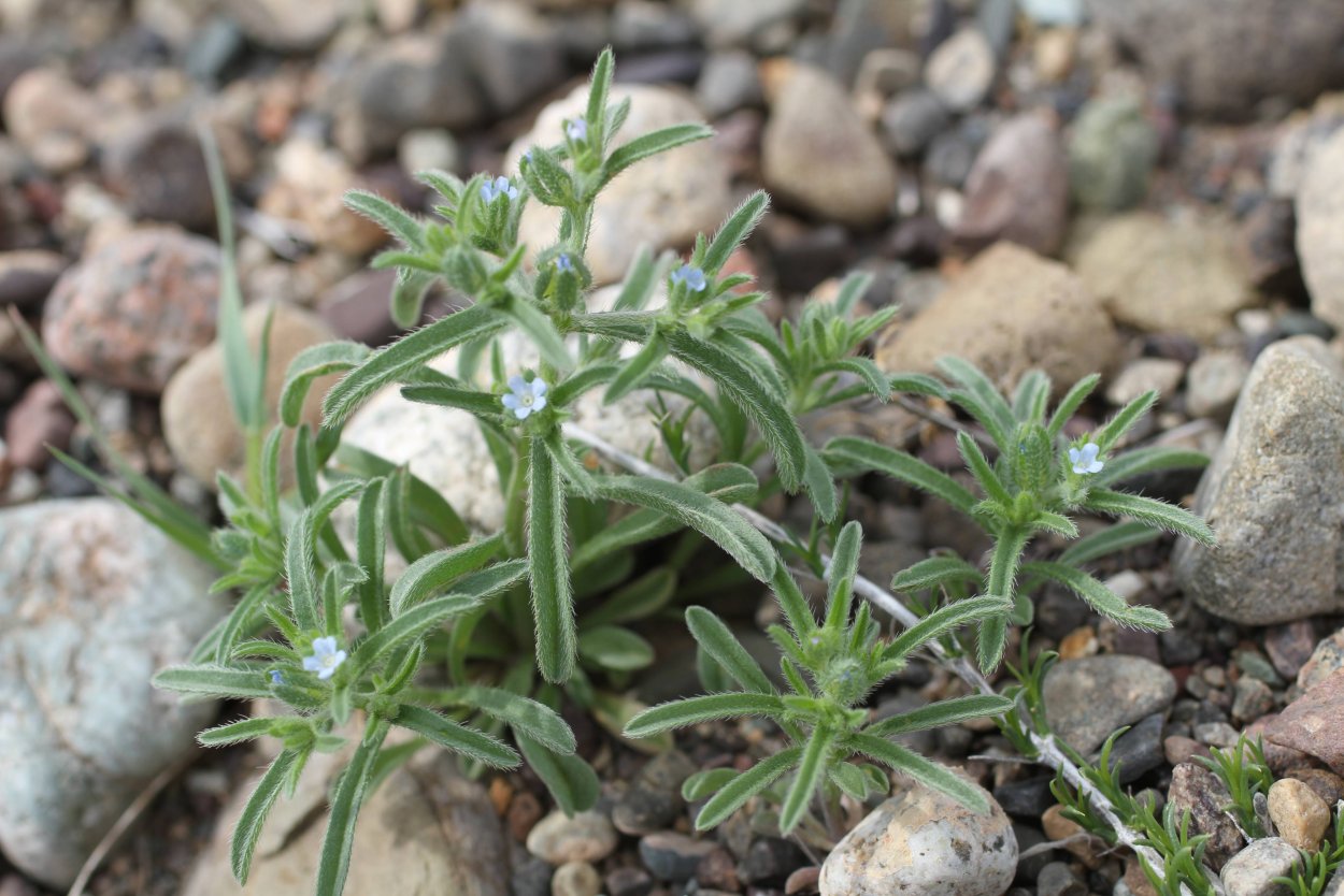 Подмаренник цепкий