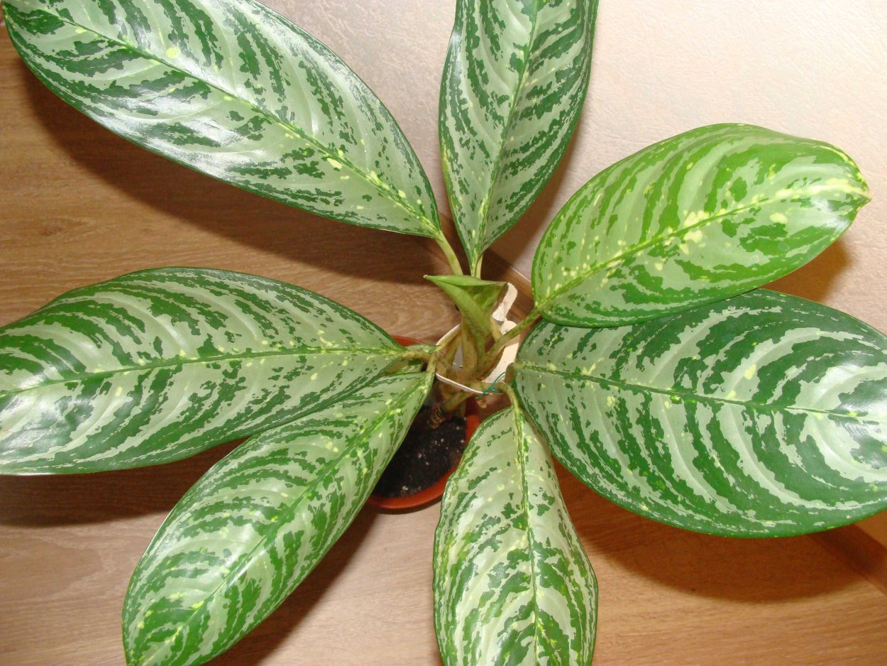 Аглаонема Клеопатра