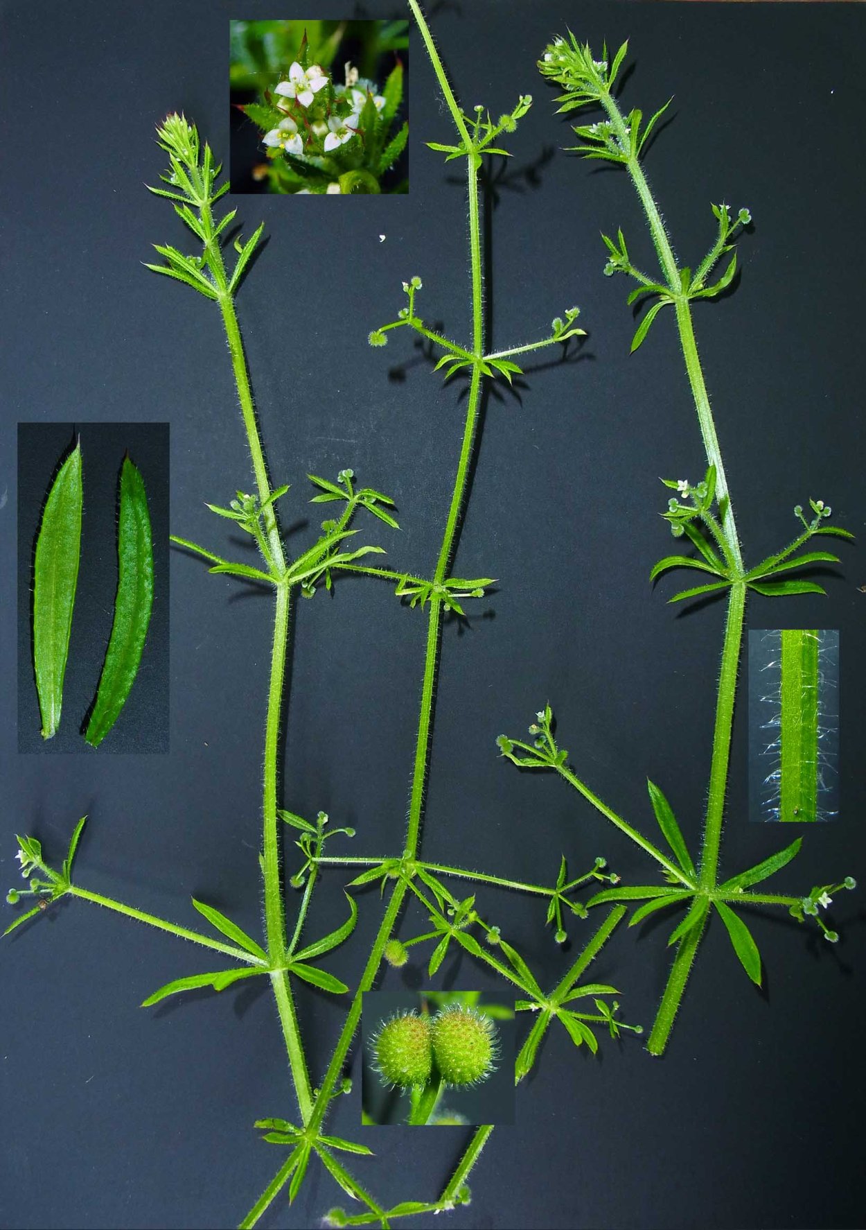 Липучка растение