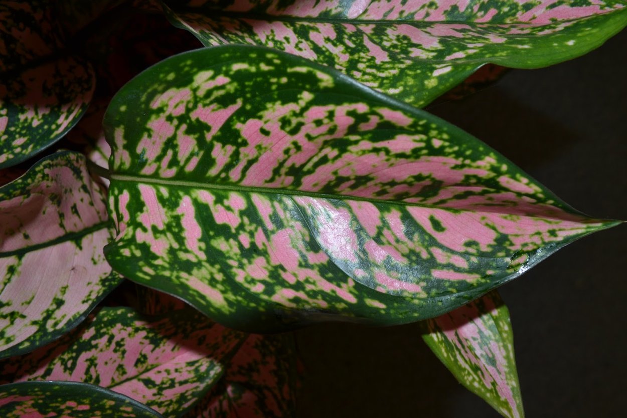 Аглаонема Chinese Evergreen