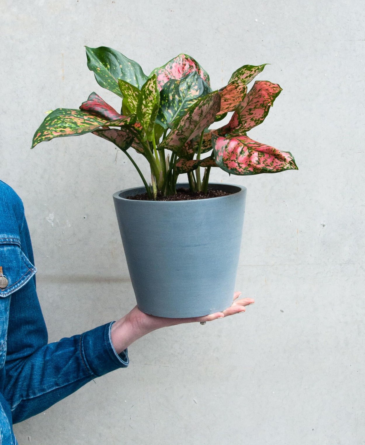 Аглаонема КАТАТО