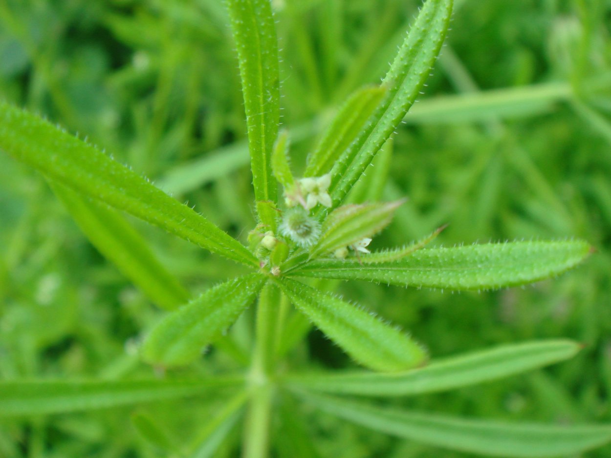 Подмаренник цепкий (Galium aparine)