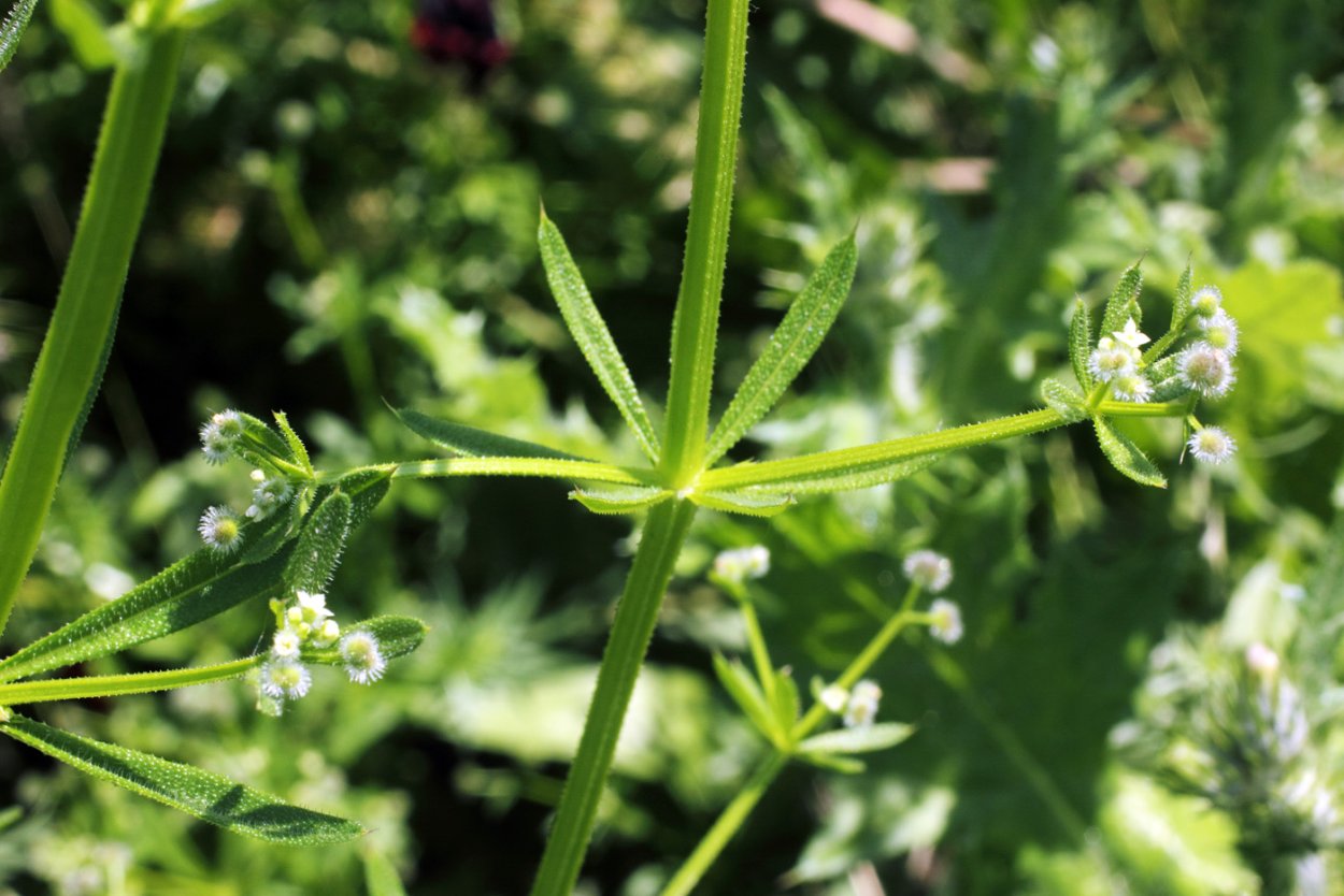 Подмаренник цепкий (Galium aparine l.)