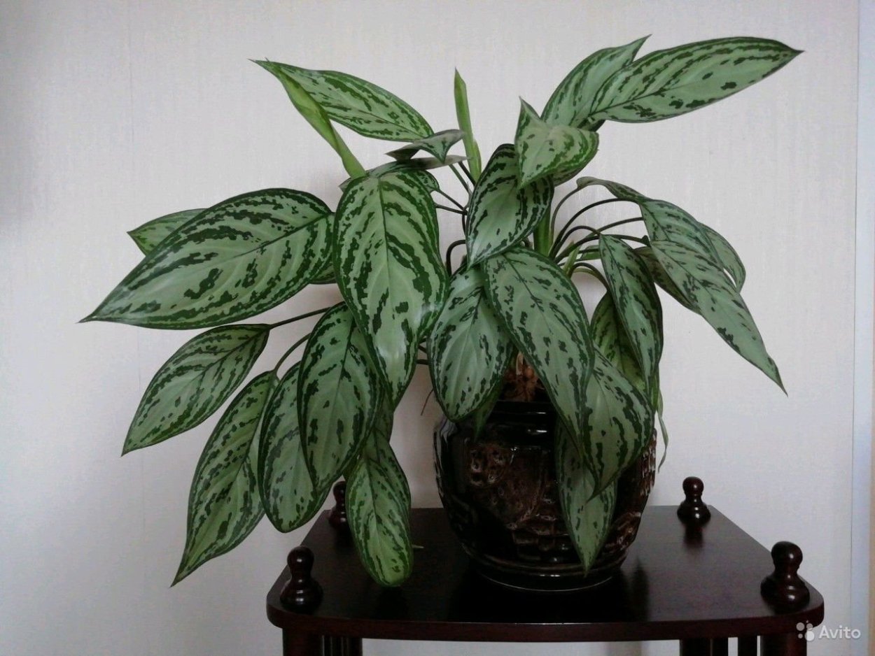 Аглаонема White Anyamanee