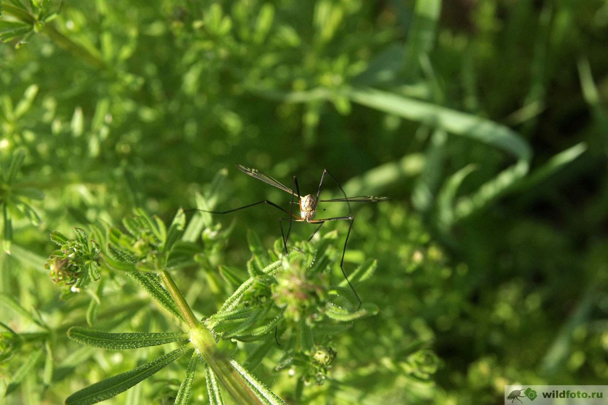 Подмаренник Шультеса