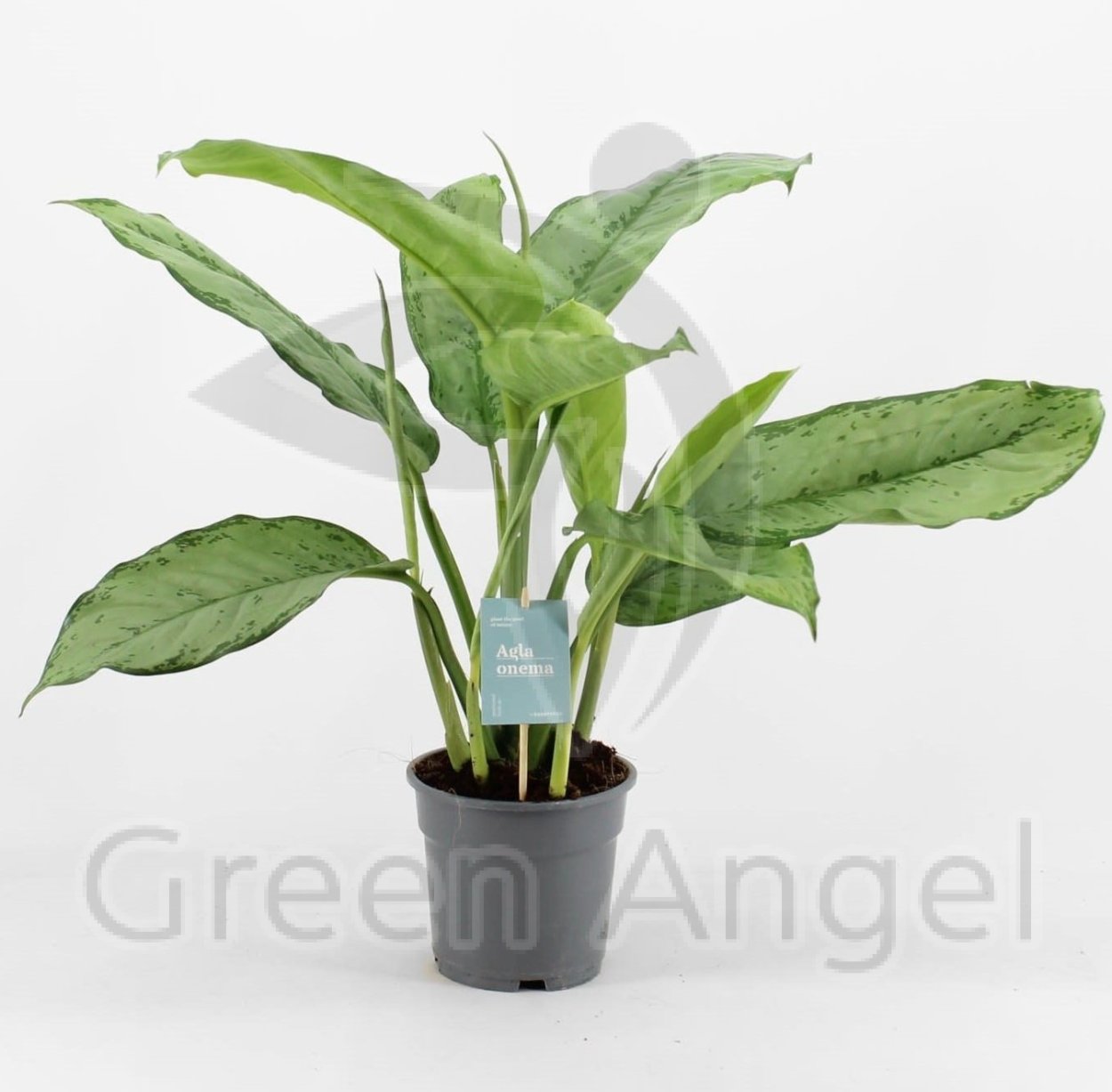 Аглаонема Greyhound 62156 40 12 1,080 972 924 2 аглаонема White Kiwi