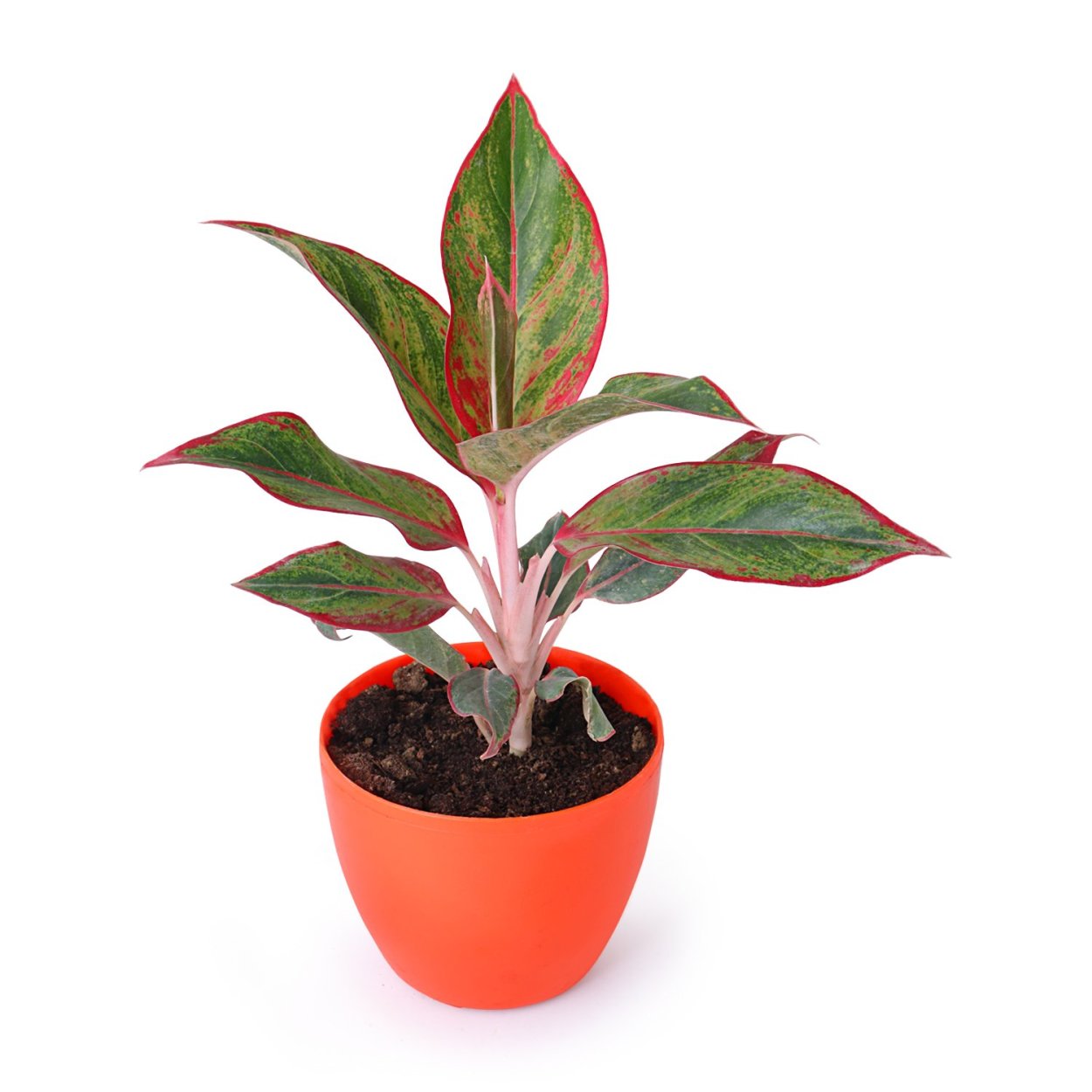 Аглаонема зебрина