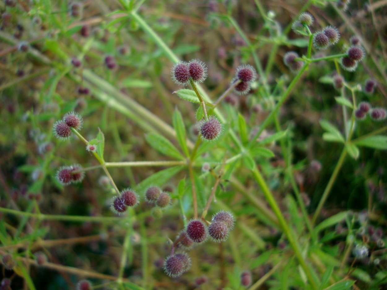 Трава липучка в огороде колосок