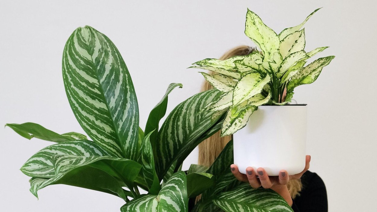 Аглаонема опиум