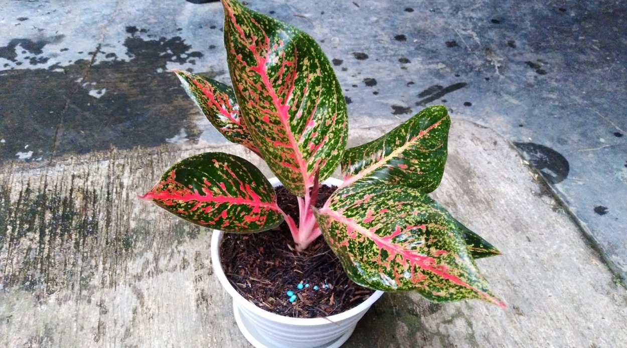 Аглаонема Грин Бэй