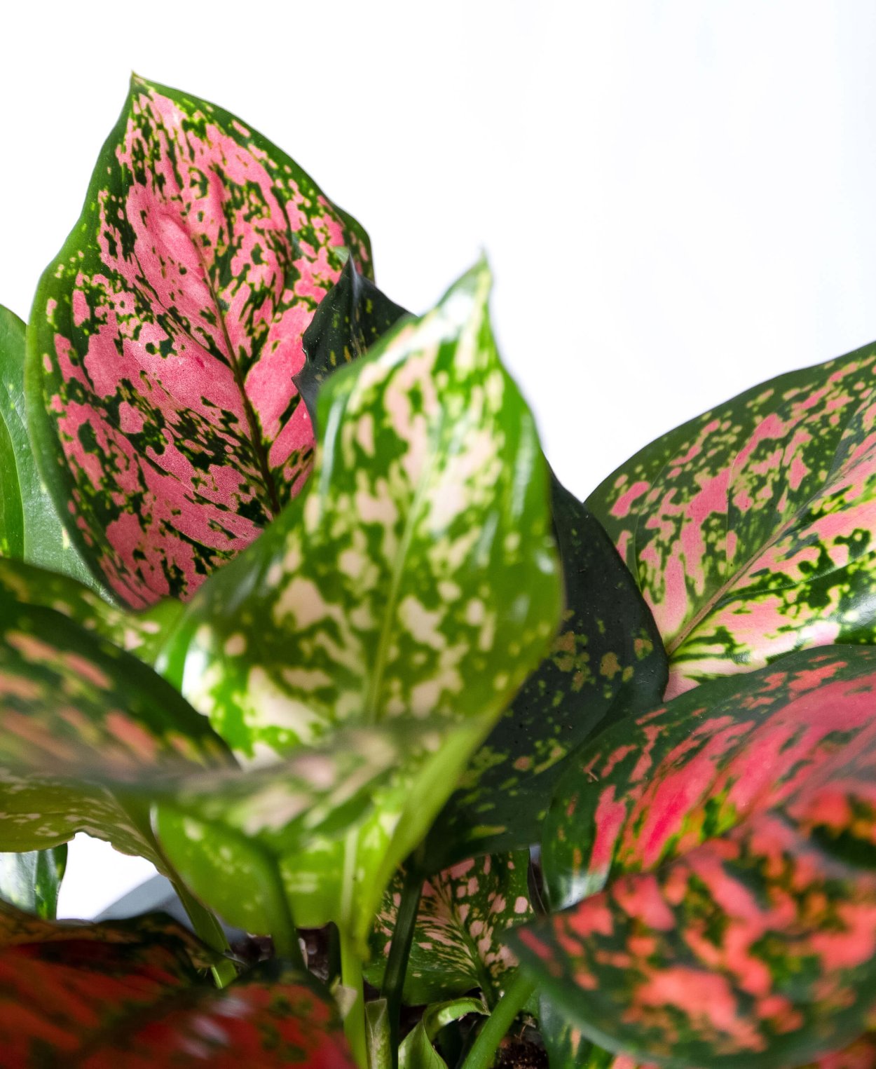 Аглаонема Эмеральд грей