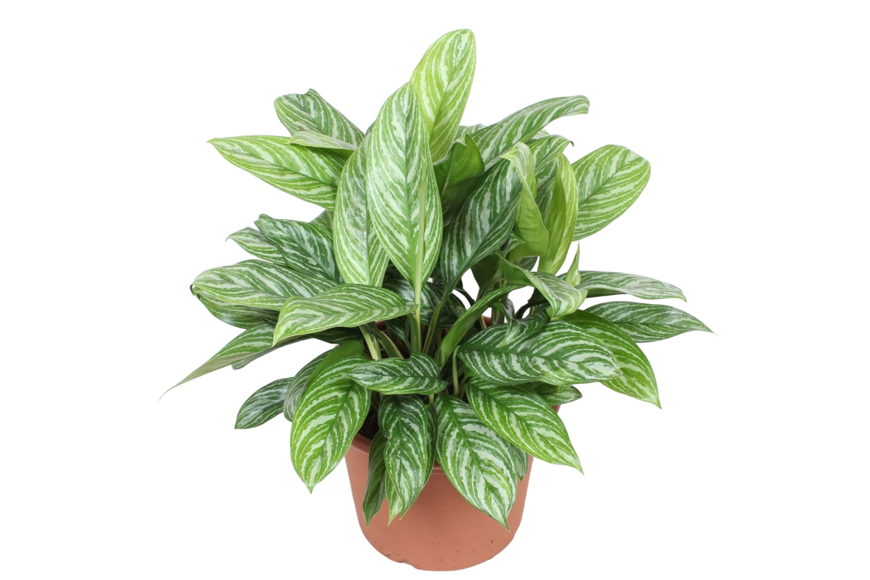 Аглаонема Сильвер Сплеш