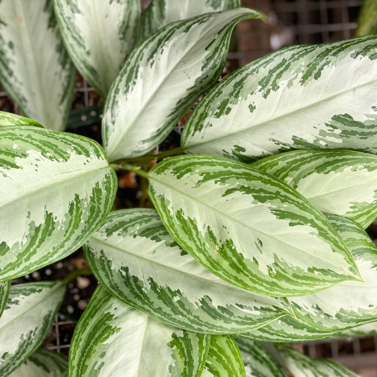 Аглаонема Favonian