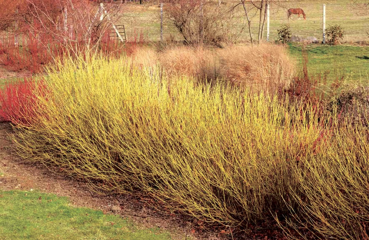 Дерен отпрысковый Cornus stolonifera Flaviramea