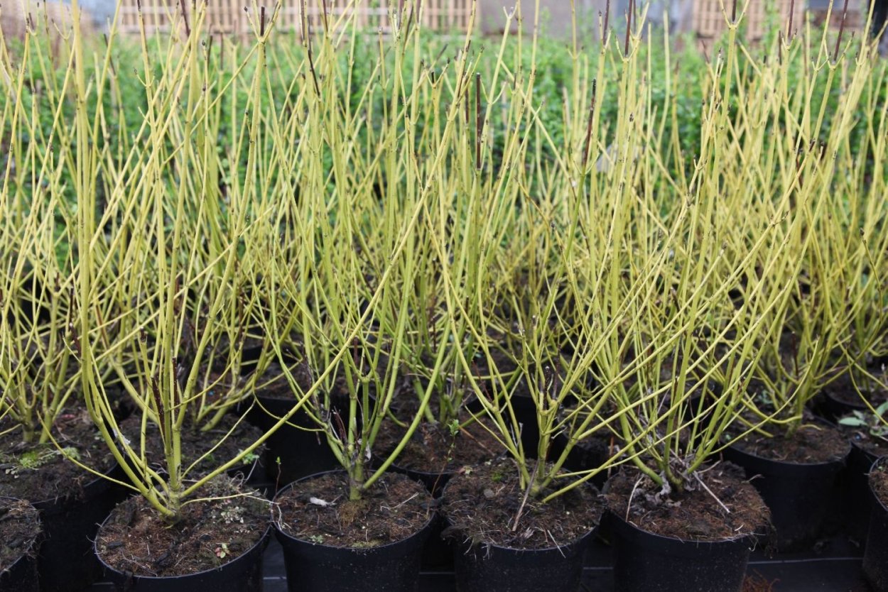 Дерен Флавирамеа