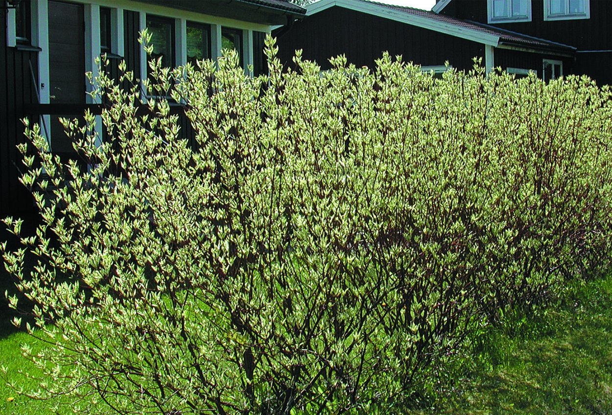 Дерен зеленокорый