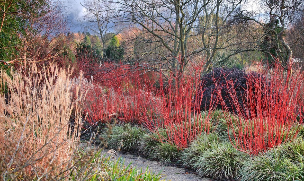 Дерен Сибирика Вариегата зимой