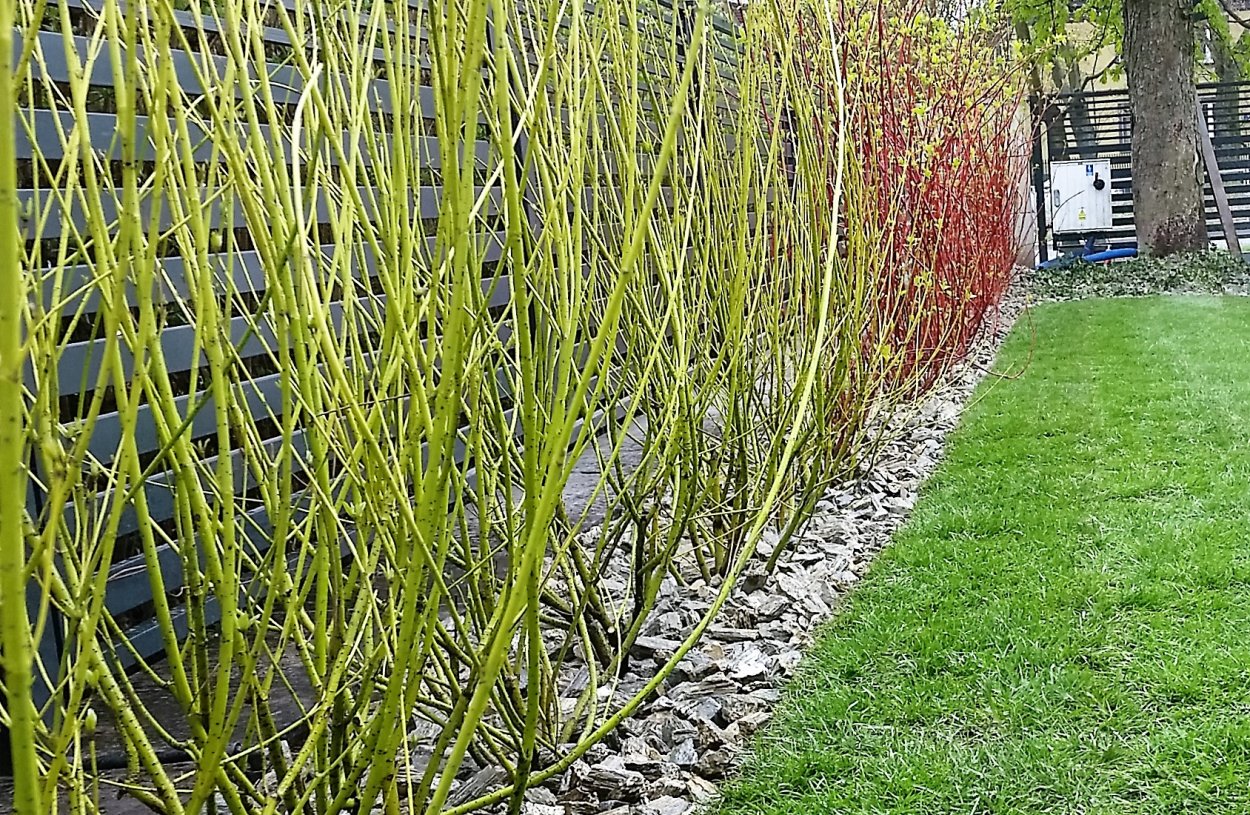 Дерен отпрысковый Флавирамеа