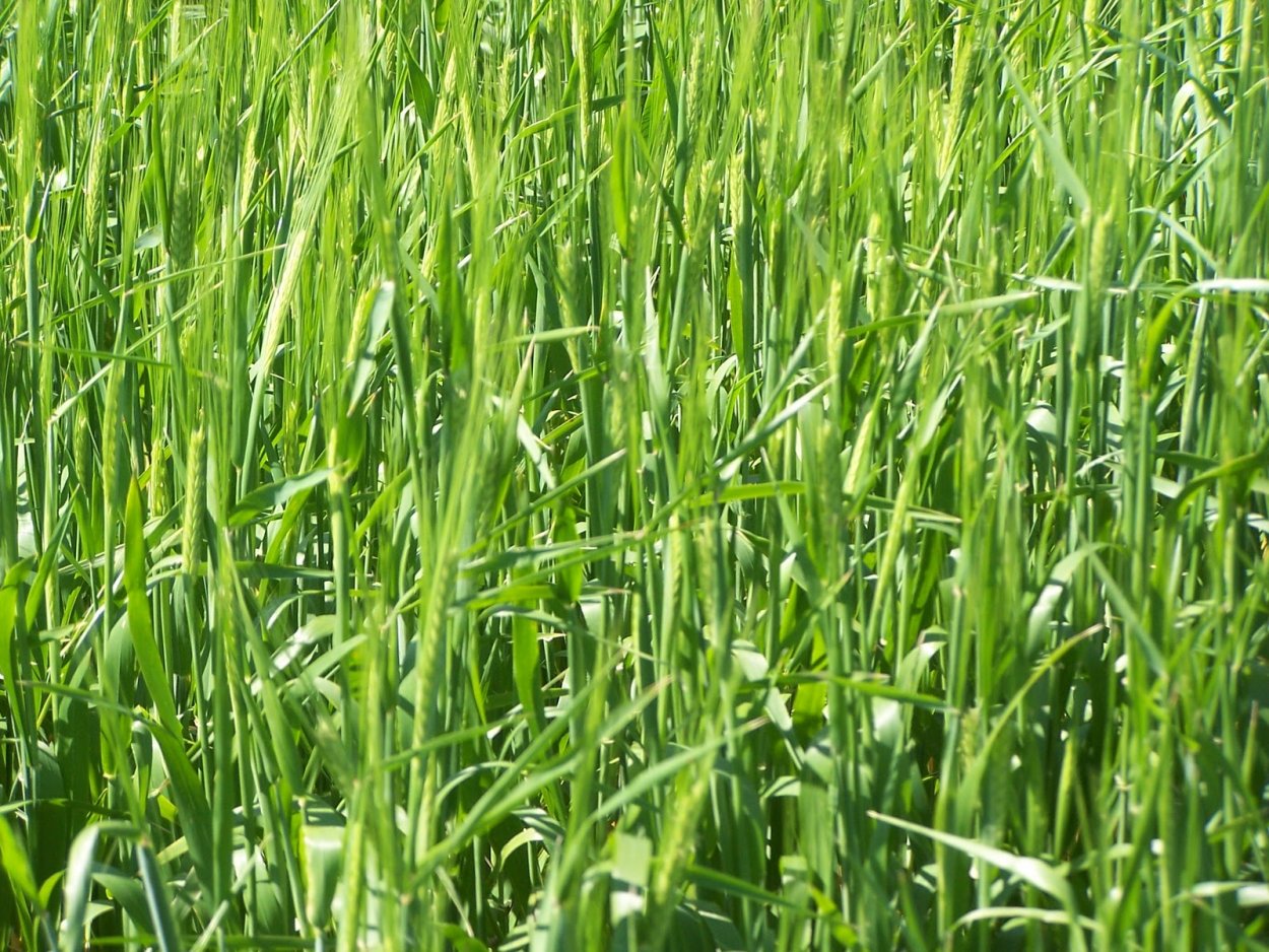 Райграс пастбищный Вик 66