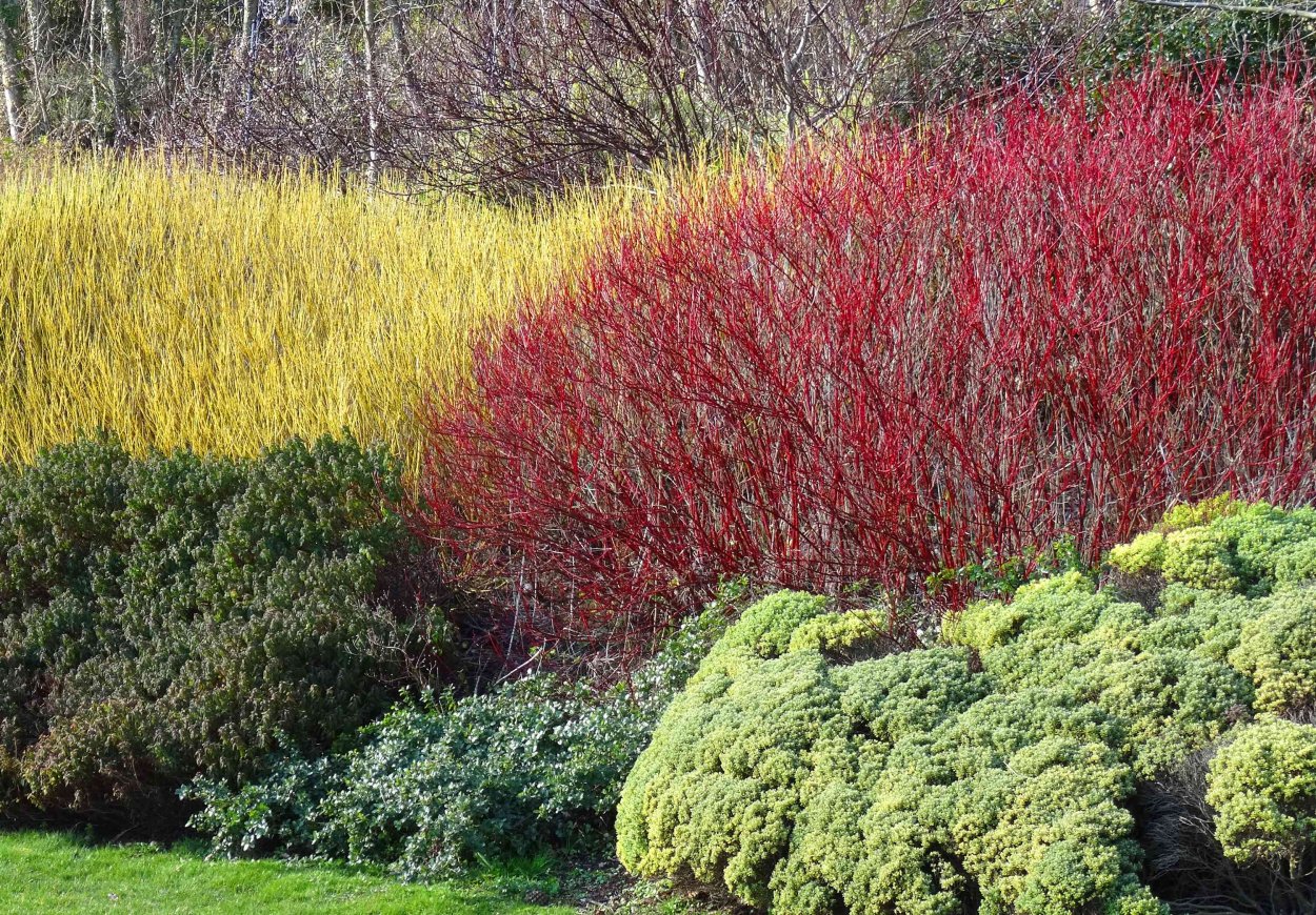 Дерен Ауреа Элегантиссима