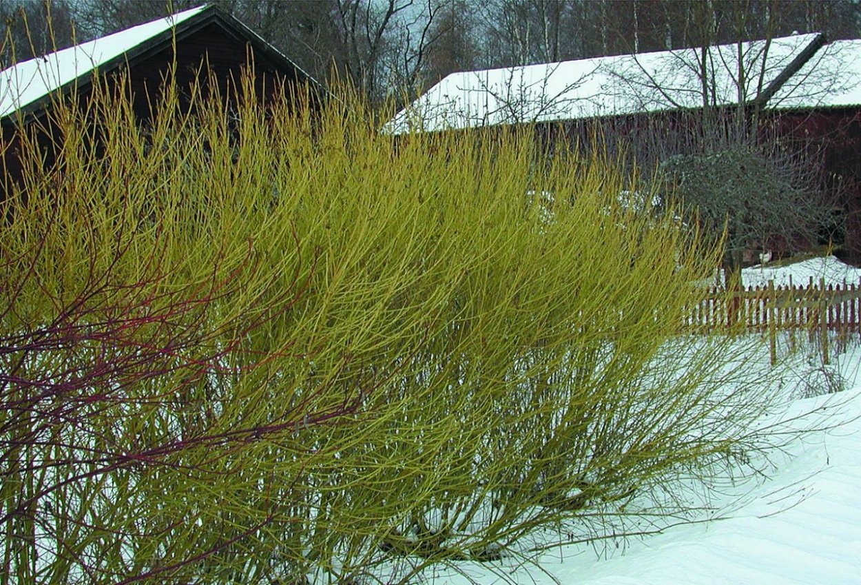 Дерен Флавирамея