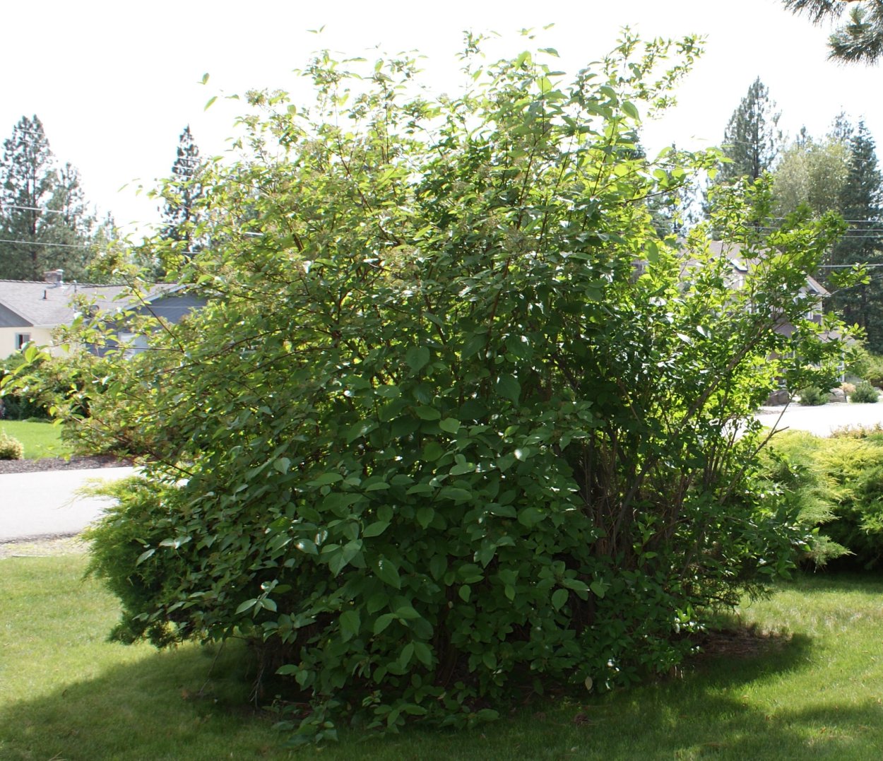 Дерен Флавирамеа куст