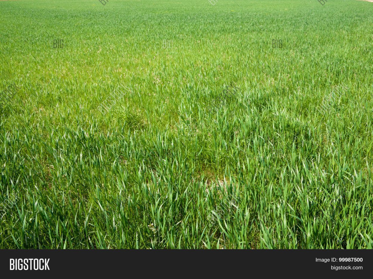 Райграс многоукосный