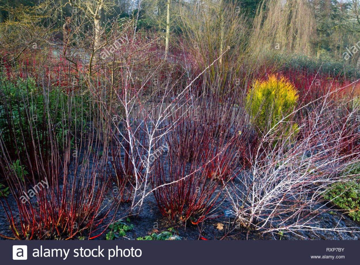 Дерен Кессельринги зимой