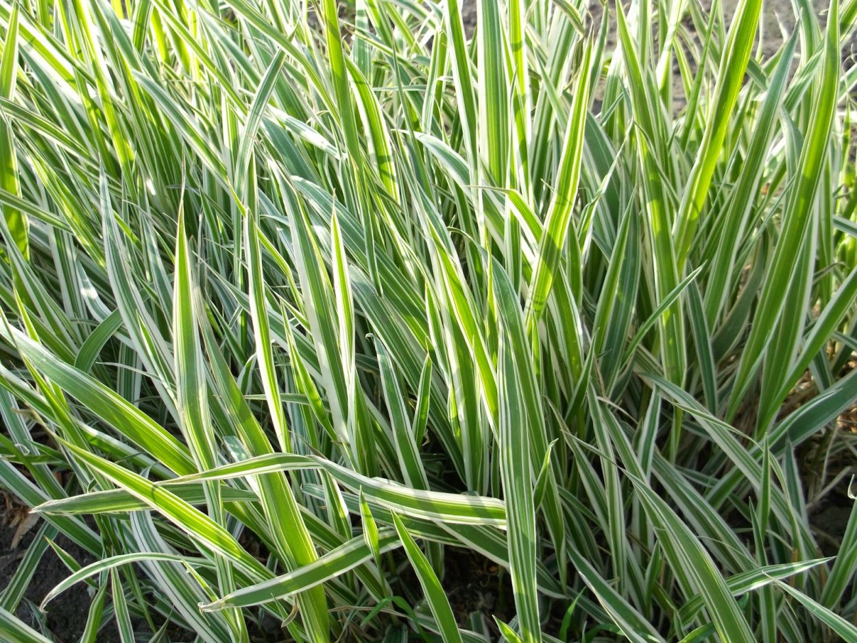 Райграс газонная трава