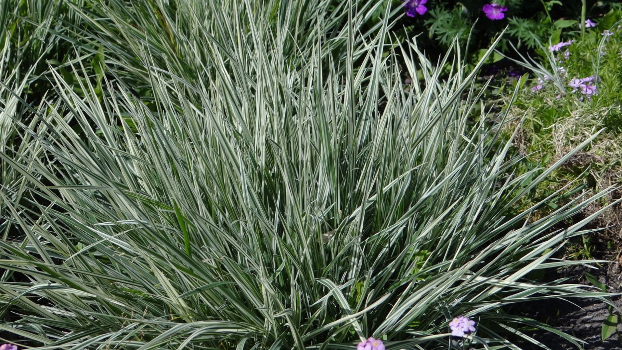 Вейник и овсяница