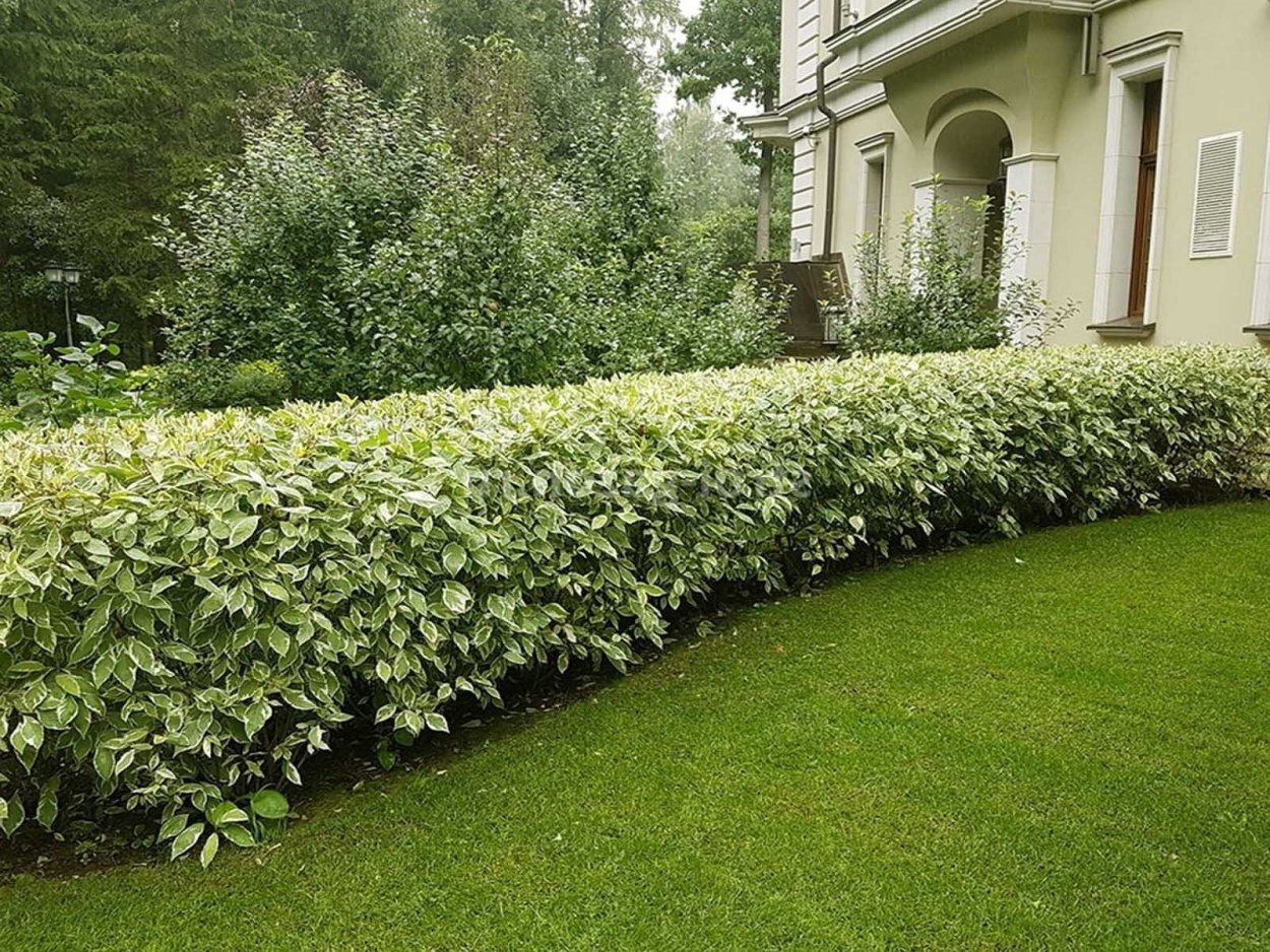 Дерен белый Живая изгородь