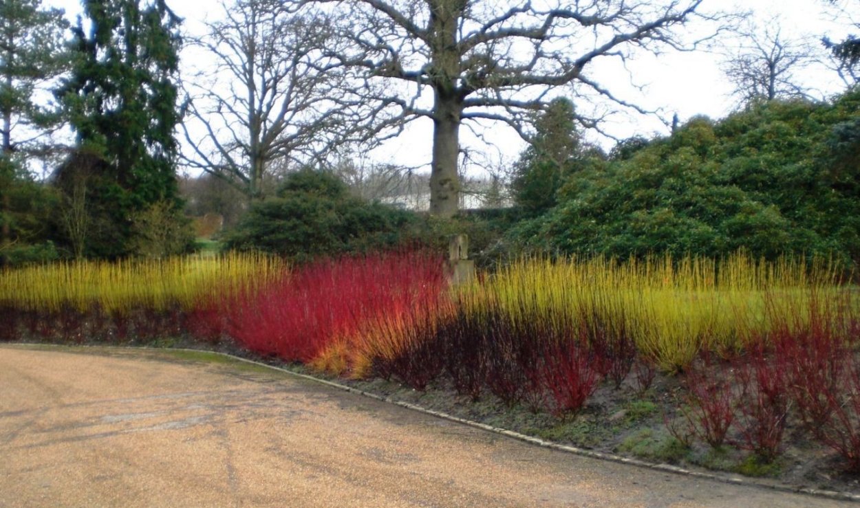 Дерен Флавирамеа изгородь