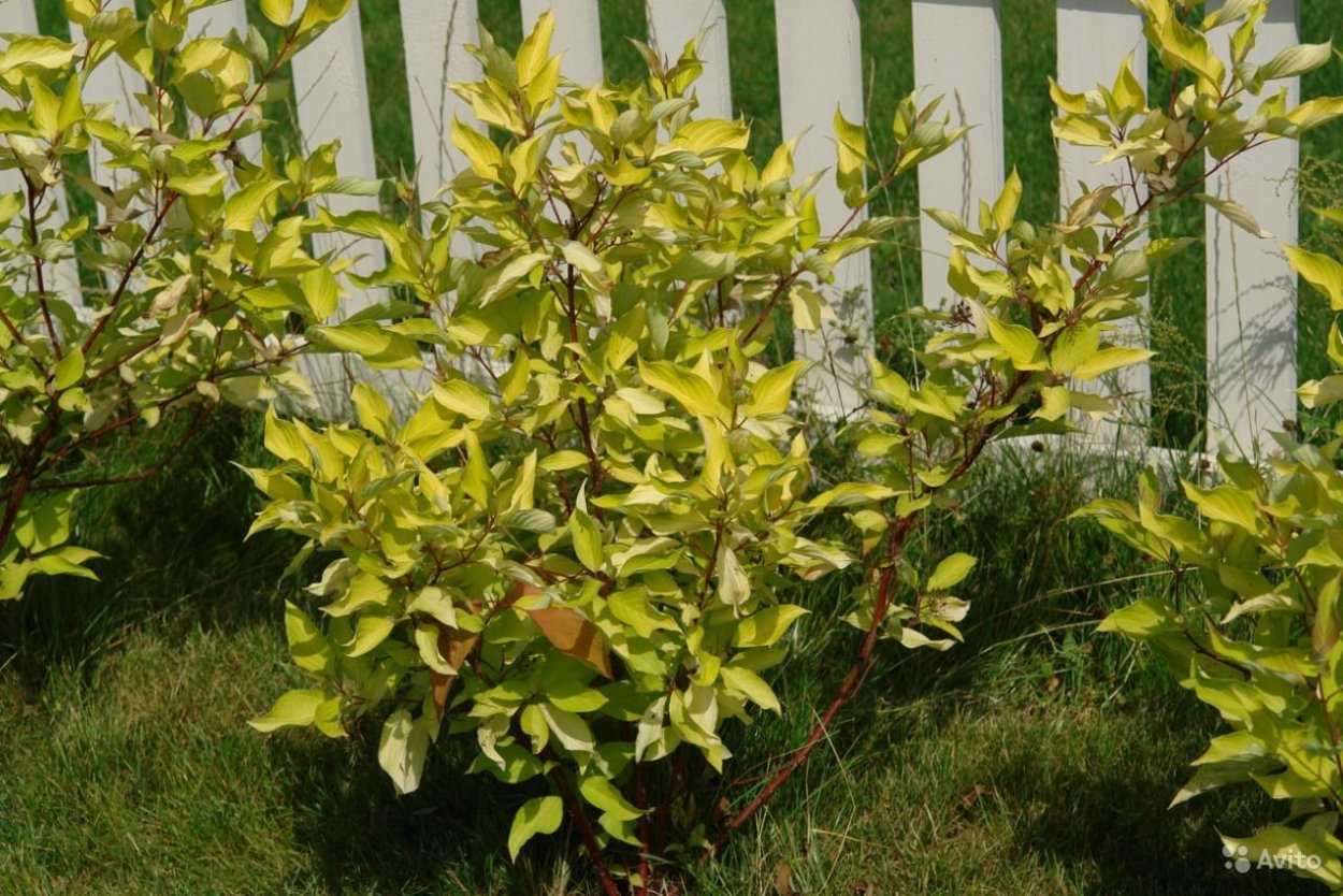 Дёрен отпрысковый Flaviramea