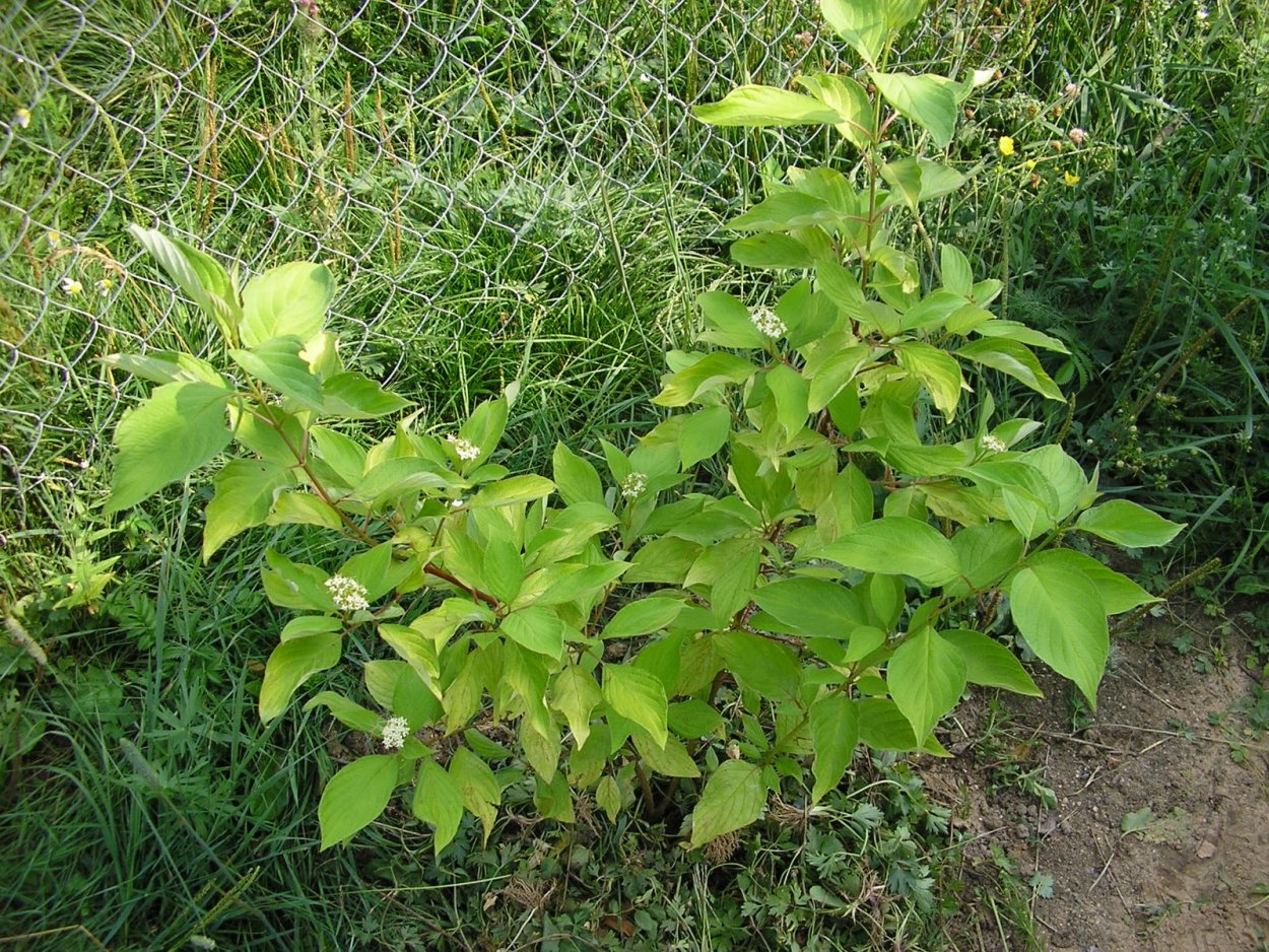 Дерен Ауреа Вариегата