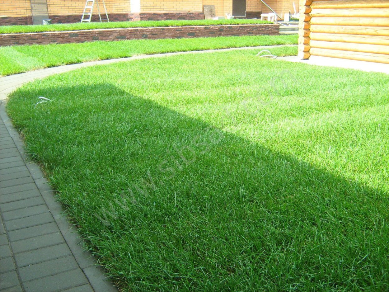 Мятлик Луговой для газона