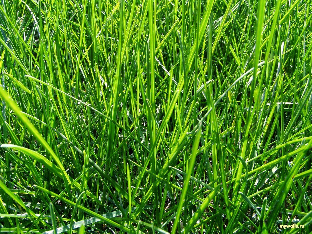 Полевица волосовидная